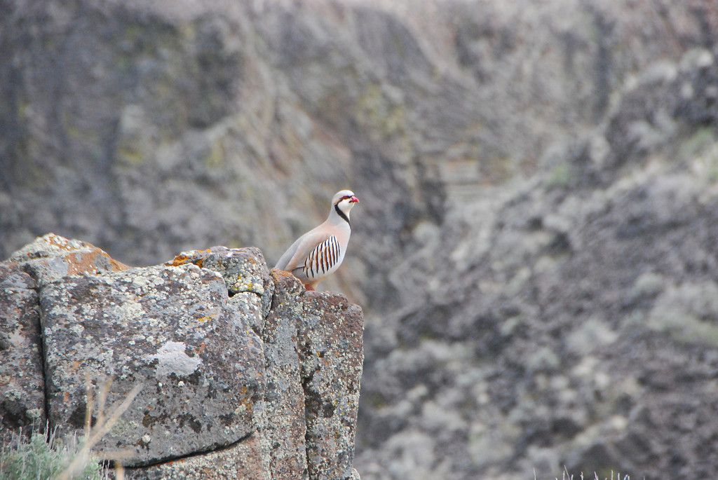 chukar 1