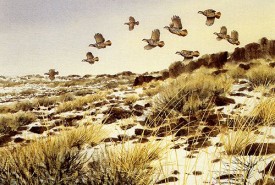 chukar 3