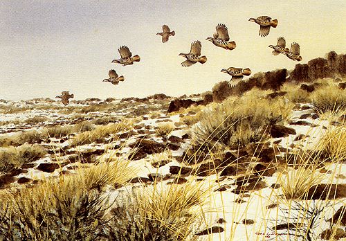 chukar 3
