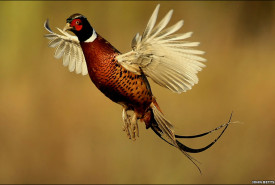pheasant-england