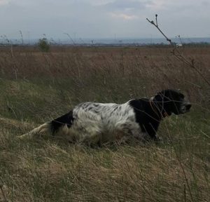 19554452_789533874539407_5768026174757082972_n