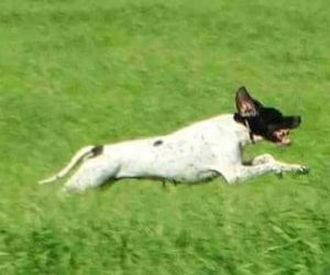 28279048_912508065575320_8575284104605088224_n