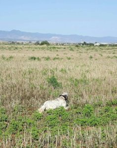 35026559_971218089704317_1145233757960142848_n