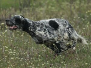 658412425_1845473869650122_6380735375631050017_n